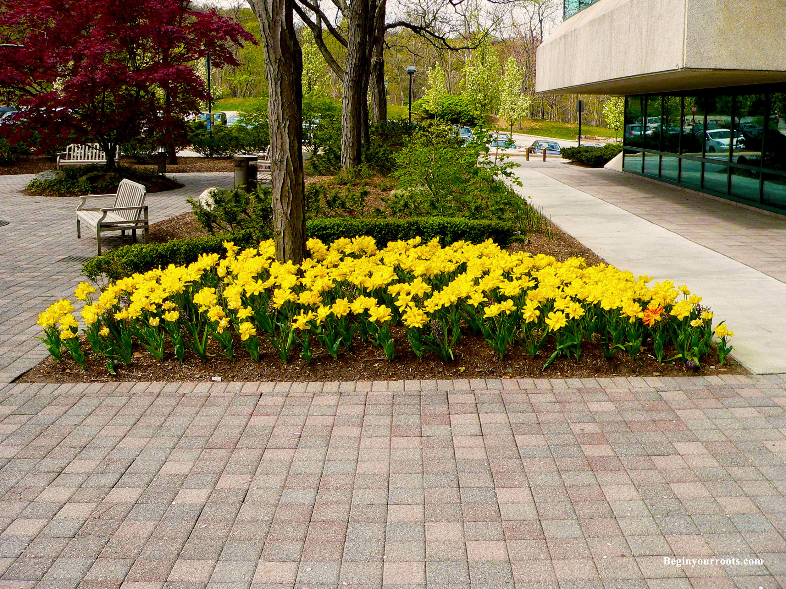 yellow_flowers_commercial_1.jpg