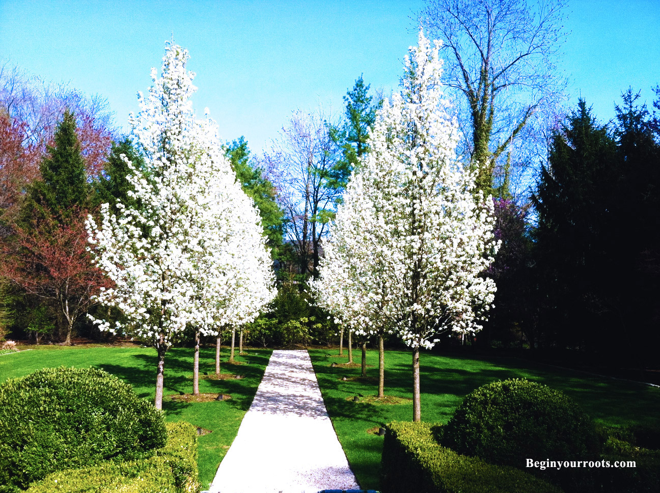 Flowering white Pear tree_fullsize copy 2.jpg