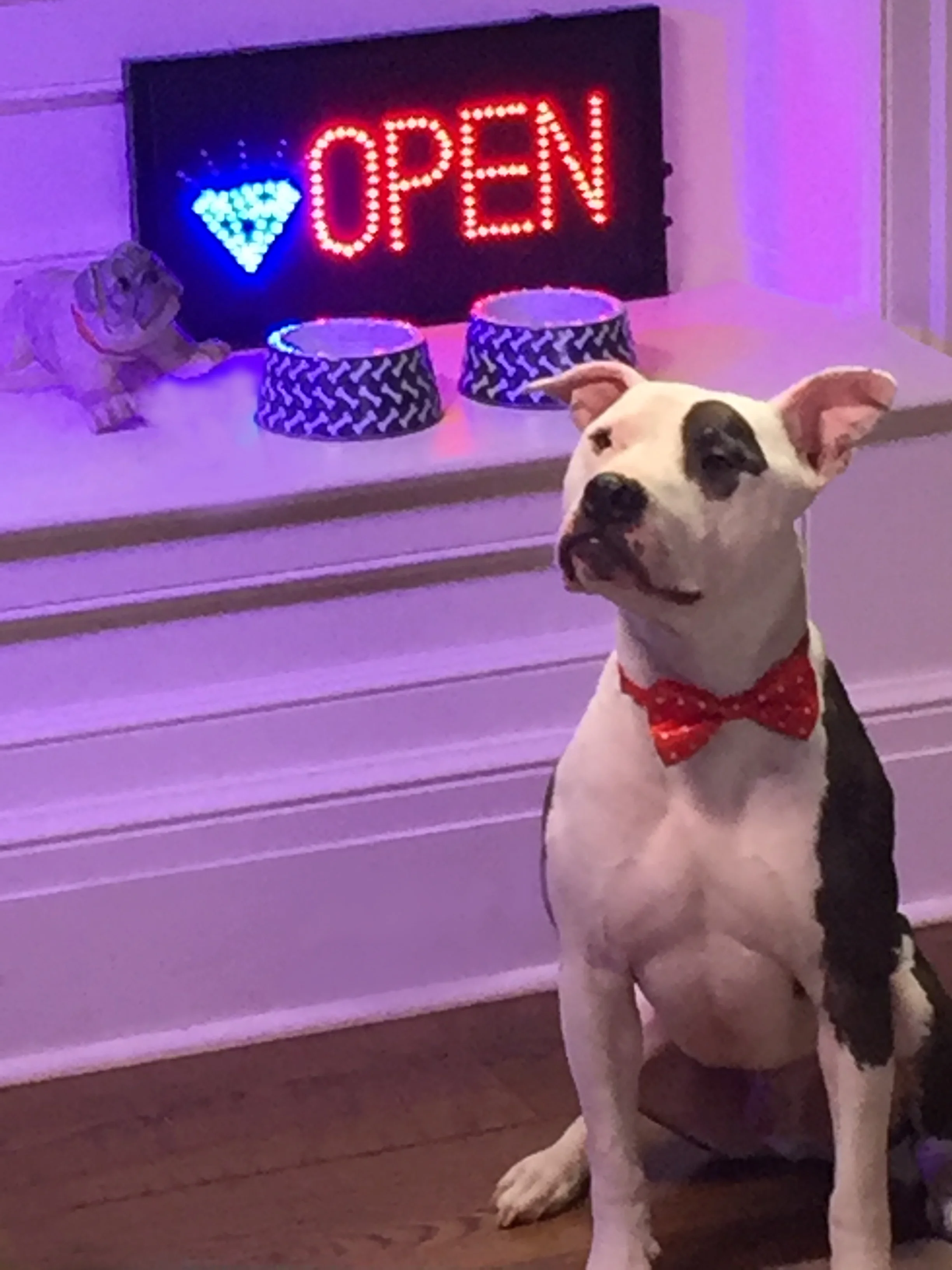 1 BAR DOG.jpg