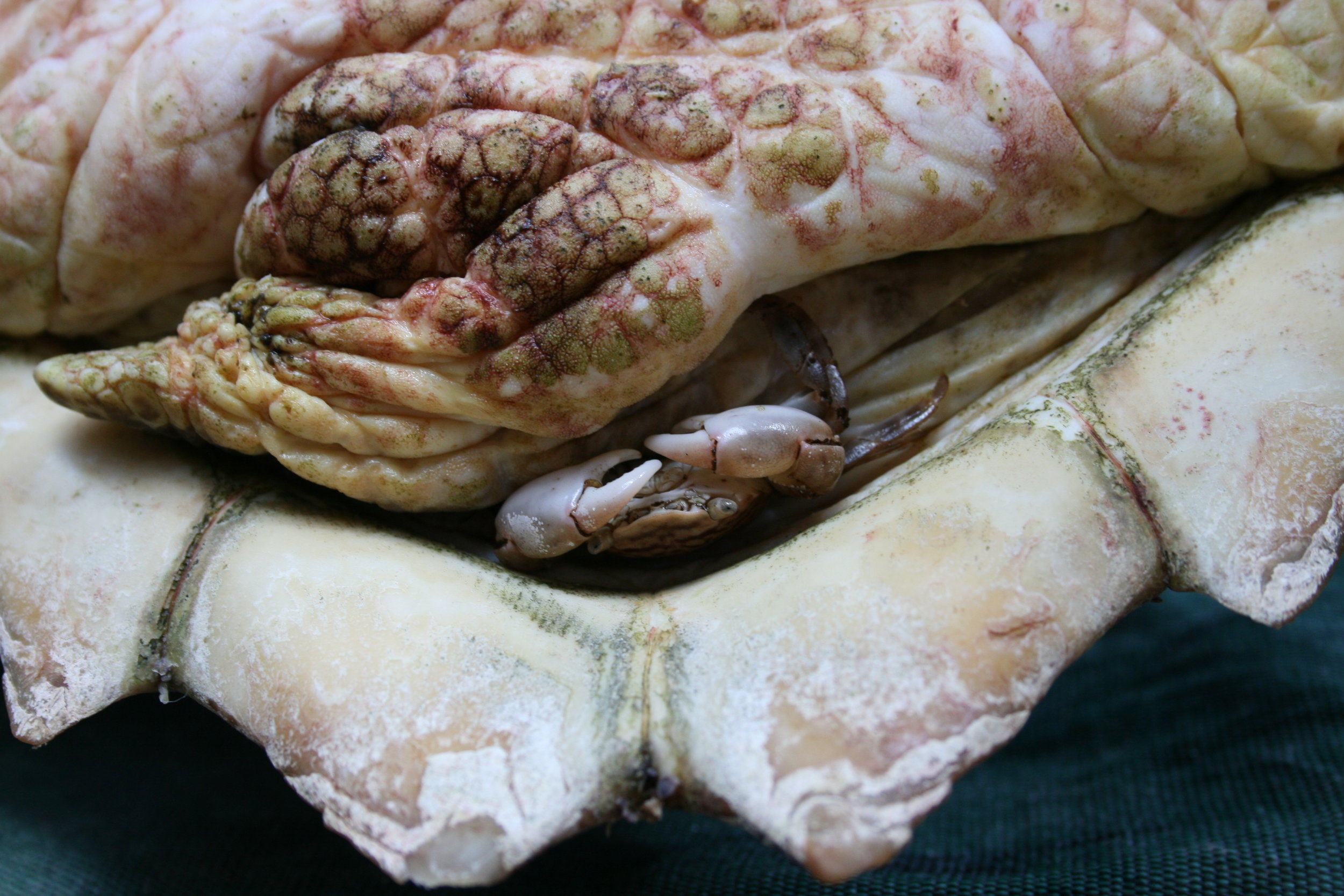“A small crab, Planes minutus (Columbus crab), living on an individual of Caretta caretta (Loggerhead Sea Turtle)" by Maristella D'Addario.