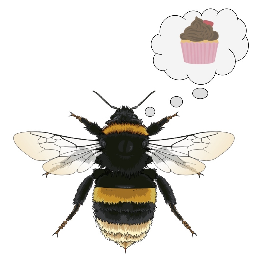 A Bombus terrestris with an optimistic outlook. Bee by Quiet Magpie . 