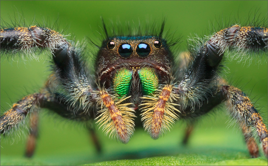The jumping spider Phidippus audax . Photo by Patrick Zephyr . 