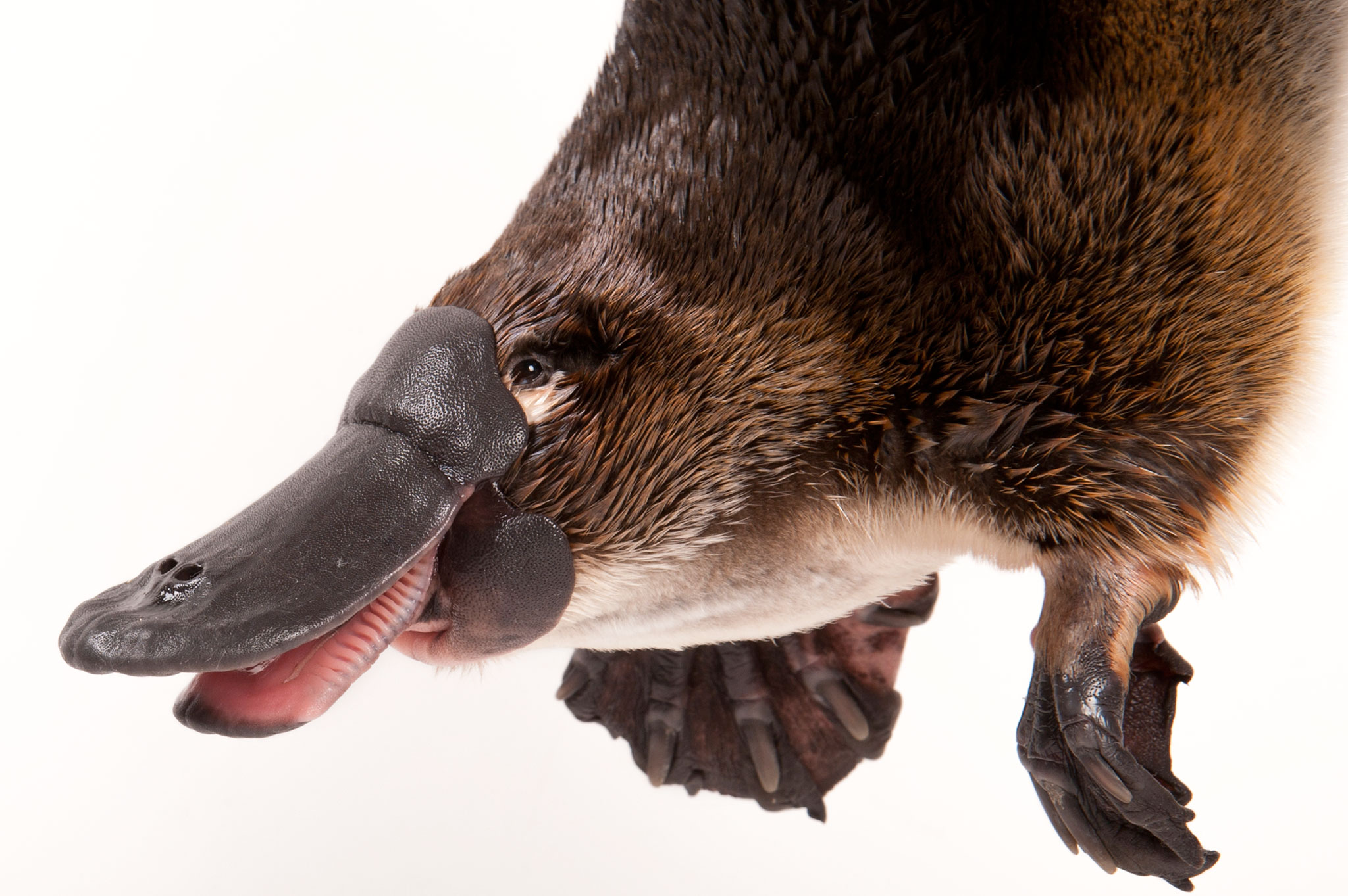 The extraordinary duck-billed platypus. Photograph by Joel Sartore, National Geographic Photo Ark