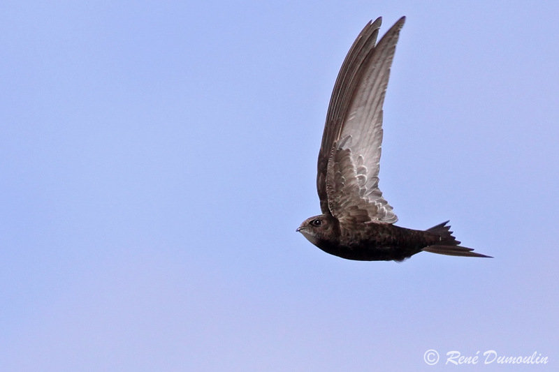 Common swift, Apus apus . Photo by René Demoulin . 