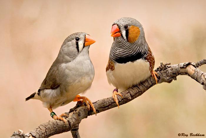 A female (left) and male (right) zebra finch, Taeniopygia guttata