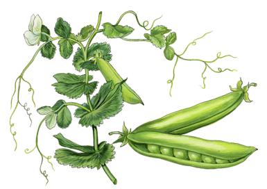 Pea plant, Pisum sativum . Ink and watercolor by W. Giglioli. Hulton Fine Art Collection