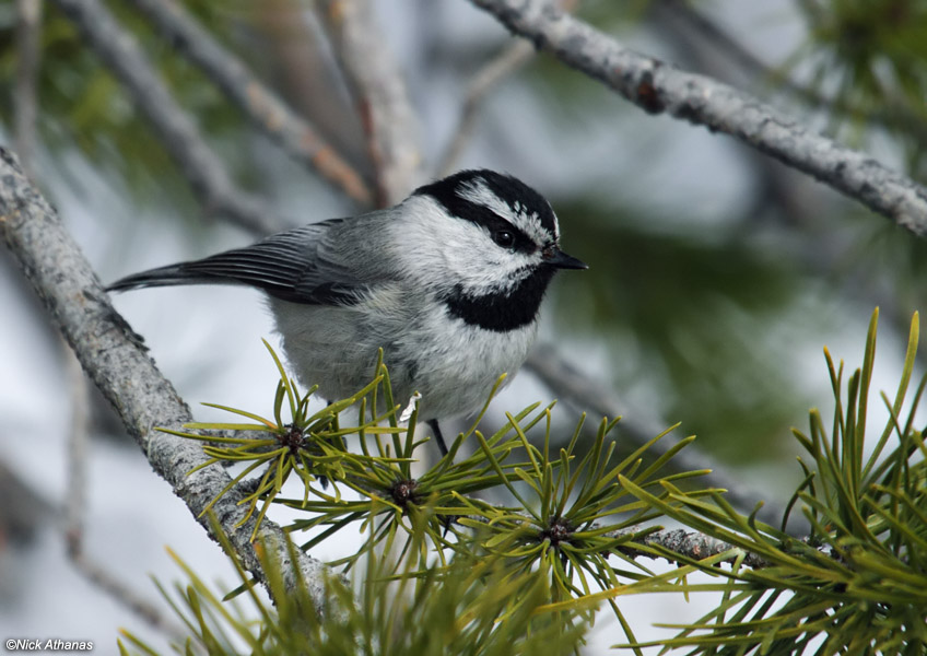 Mountain chickadee, Poecile gambeli . Photo by Nick Athanas .