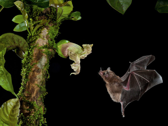 Nectar foraging Glossophaga commissarisi . Photo by Merlin Tuttle . 