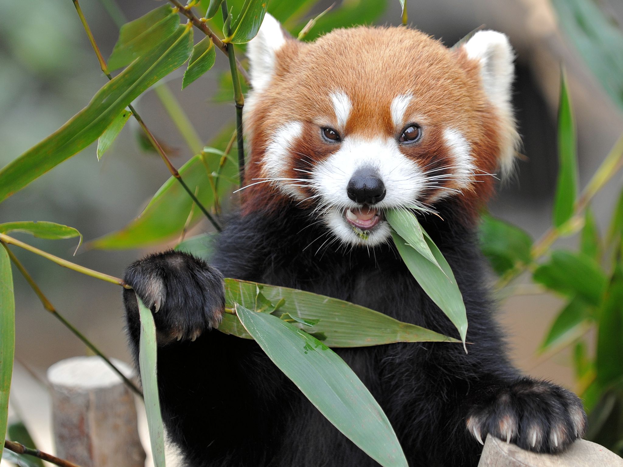 The red panda. I cannot find a source for this photo. But it is so excellent! I apologize. 