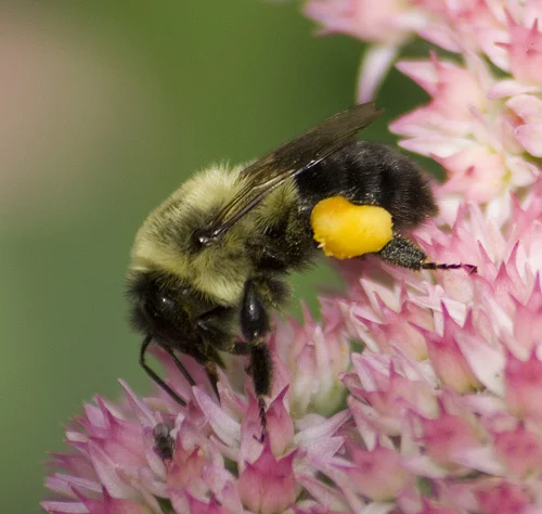 A foraging eastern bumblebee, Bombus impatiens . Photo by Michael Motto . 