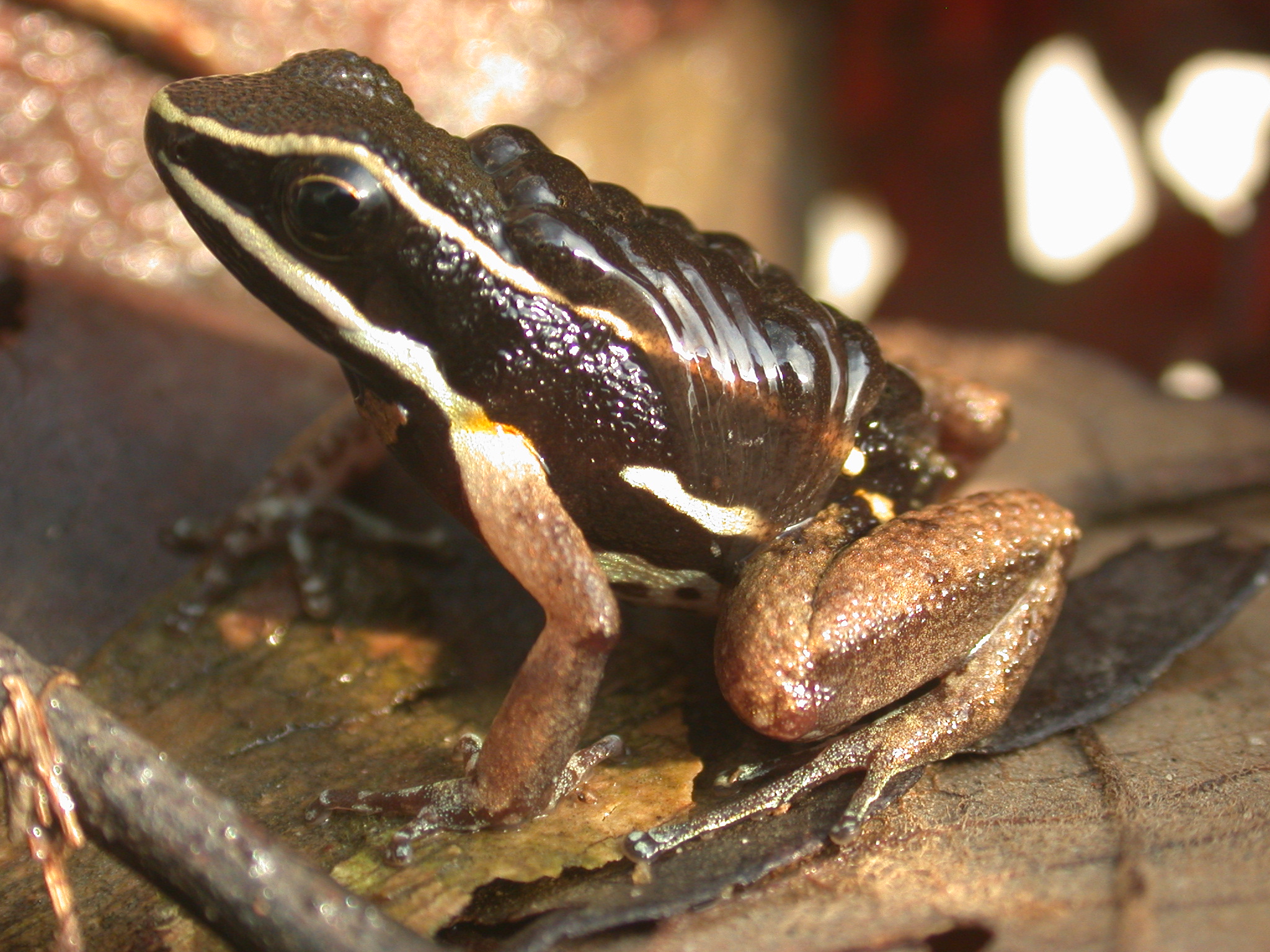 An Allobates femoralis carrying tadpoles on its back. Photo by Seabird McKeon . 