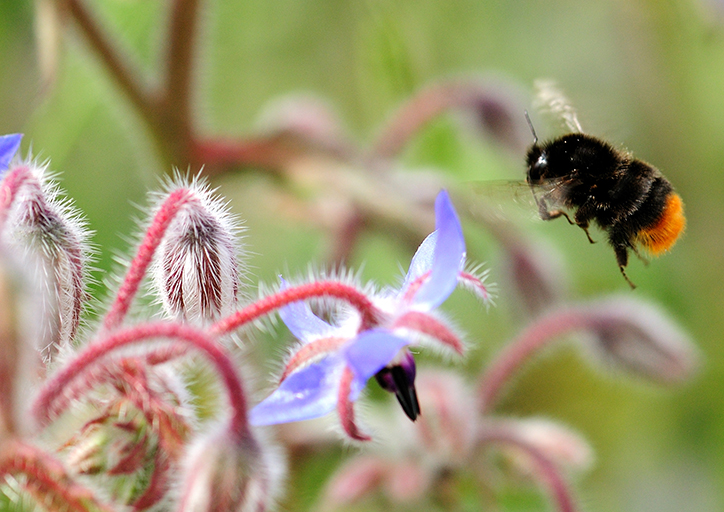 Red-tailed bumblebee, Bombus lapidarius . Photo by Lucy Hulmes.