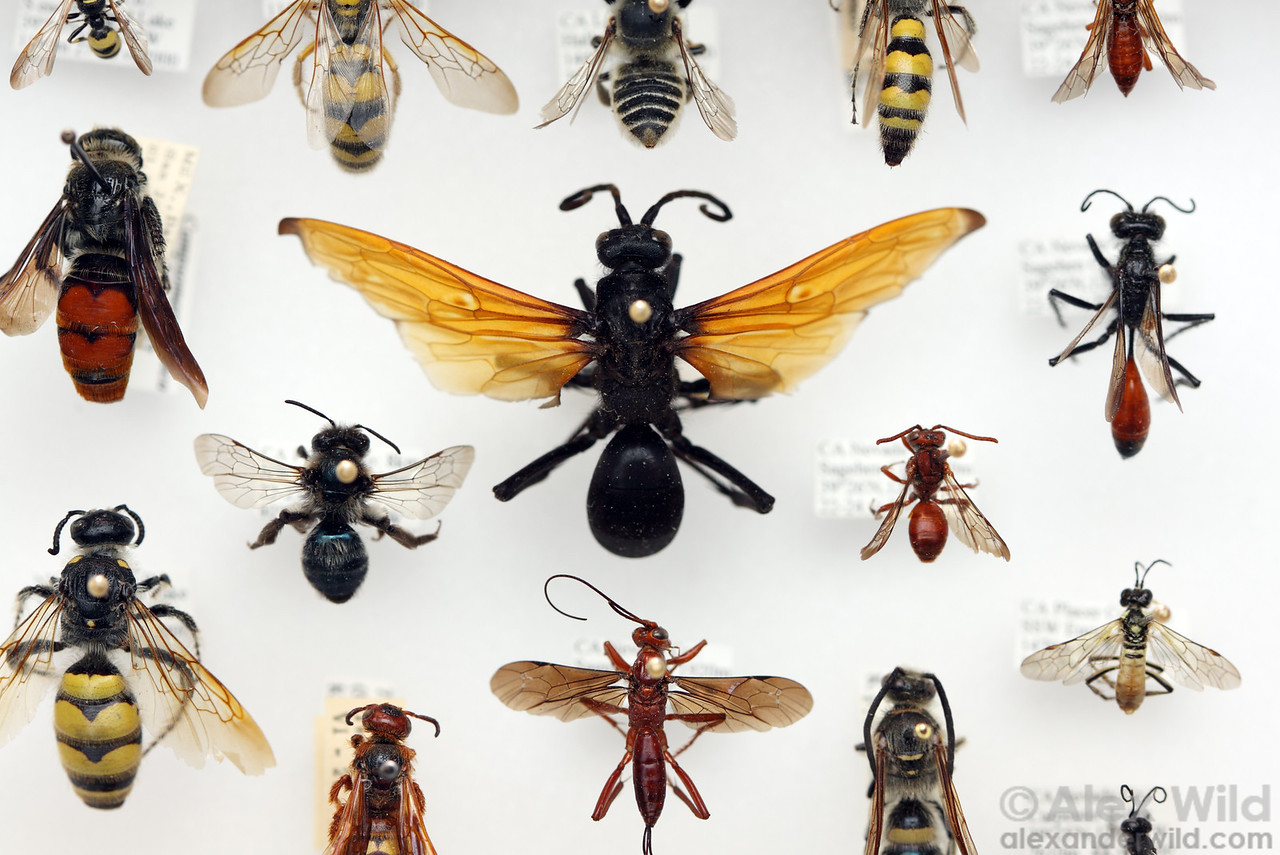 Some representatives of the Hymenoptera, the sawflies, ants, wasps, and bees. Photo by Alex Wild .
