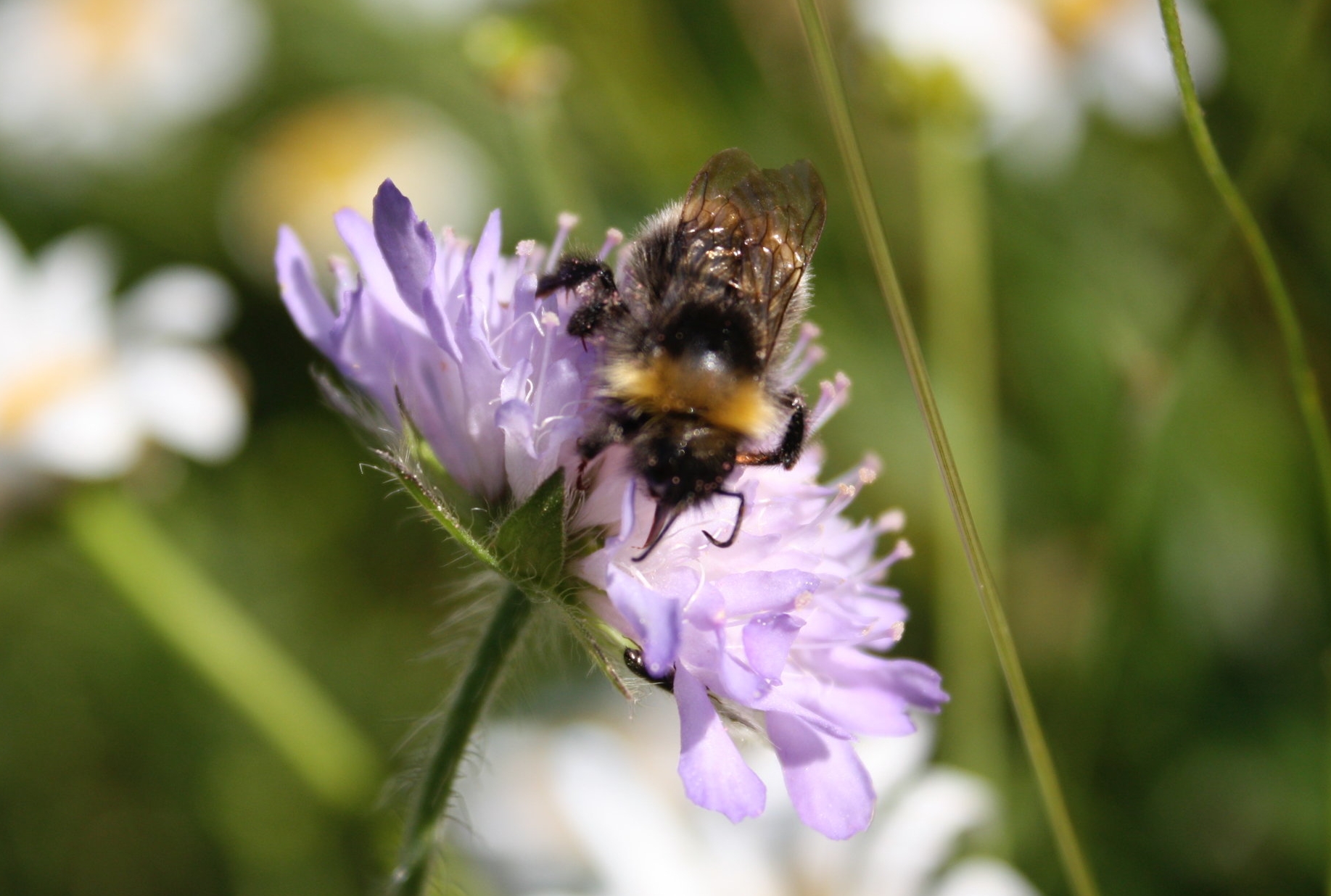A Bombus terrestris foraging in the wild. Photo my own.