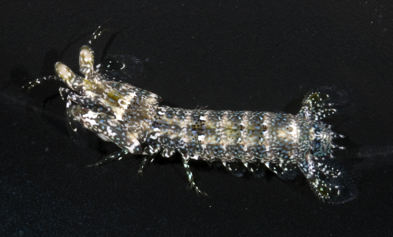 A smasher, Gonodactylus childi. Photo from CalPhotos .