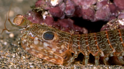 A spearer, Raoulserenea sp. Photo by J. Poupin .
