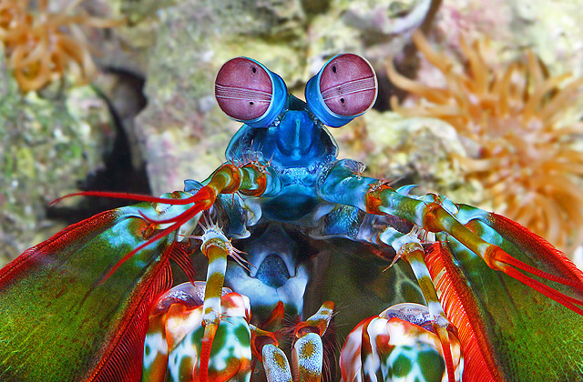 The truly spectacular peacock mantis shrimp. Photo by George Graff. 