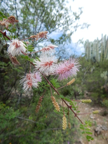 The nurse shrub, Mimosa luisana . The Spanish common name is 'madre de los tetechos' or 'mother of the tetechos'. Tetechos, Neobuxbaumia tetetzo , are a type of columnar cactus. Photo by naturalia .