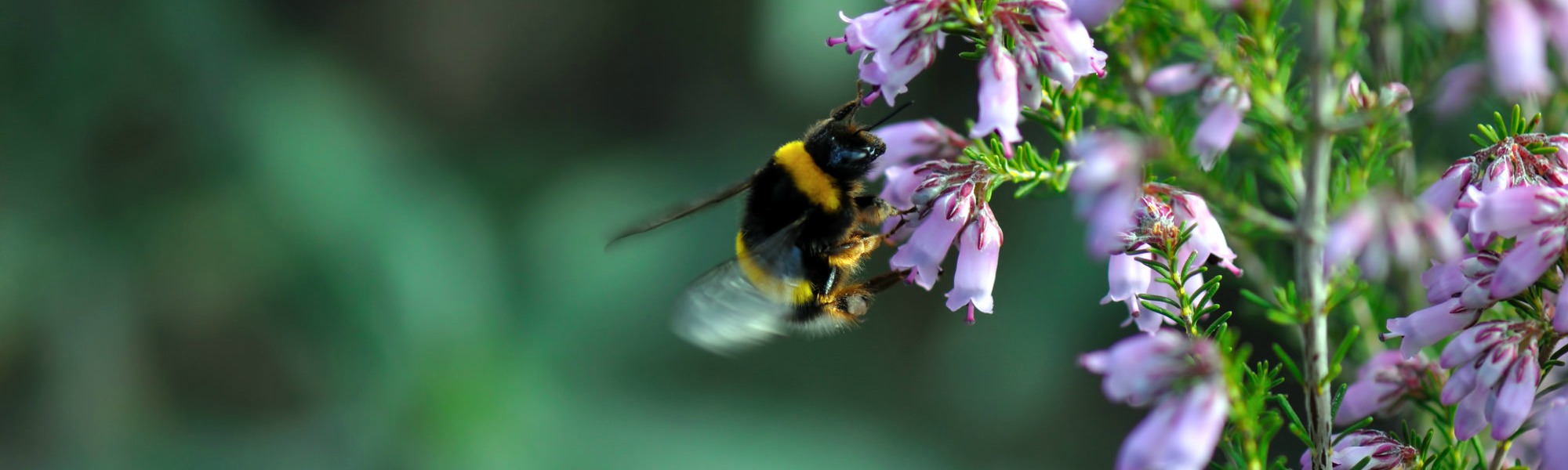 A buff-tailed bumblebee, Bombus terrestris , visiting heather. Photo by Steve Slater . 