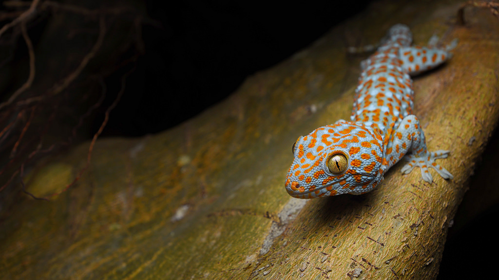 Tokay gecko ( Gekko gecko ) in Thailand. Photo by Tontan Travel. 