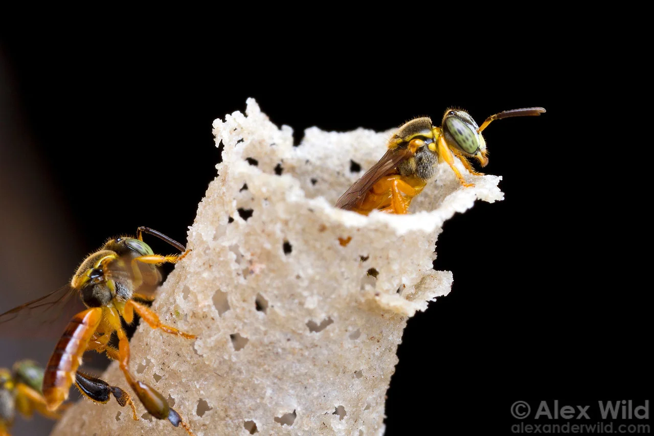 Neotropical stingless bees, Tetragonisca angustula , at the entrance to their nest. Photo by Alex Wild .