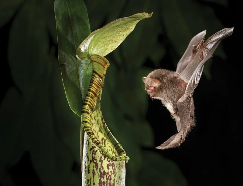 The Bornean bat Kerivoula hardwickii approaching the pitcher plant Nepenthes hemsleyana. 