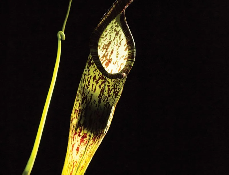 Bat inside a pitcher plant roost. Photos by Merlin Tuttle.