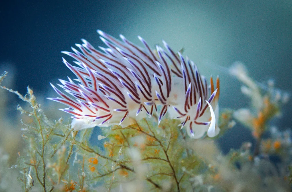 The nudibranch (a kind of mollusk), Cratena peregrina, on it's prey, a hydroid (which are related to jellyfish - yes! I know it looks more like a plant). Photo by Jean-Marc Kuffer.
