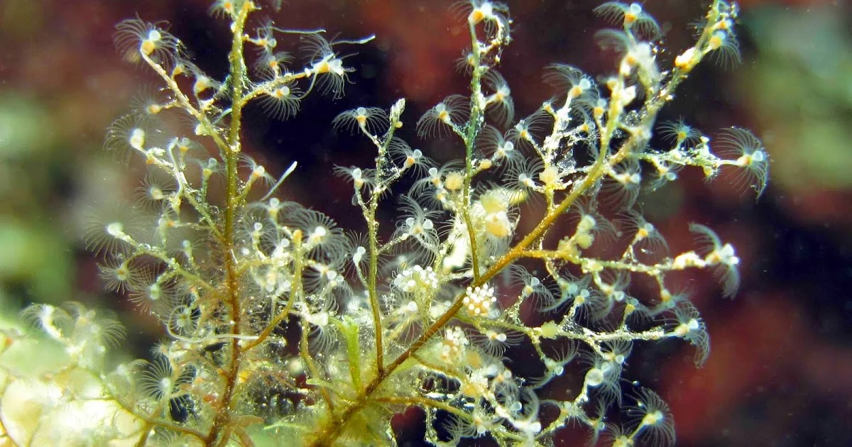 The hydroid Eudendrium racemosum . Photo by Fernando Herranz.