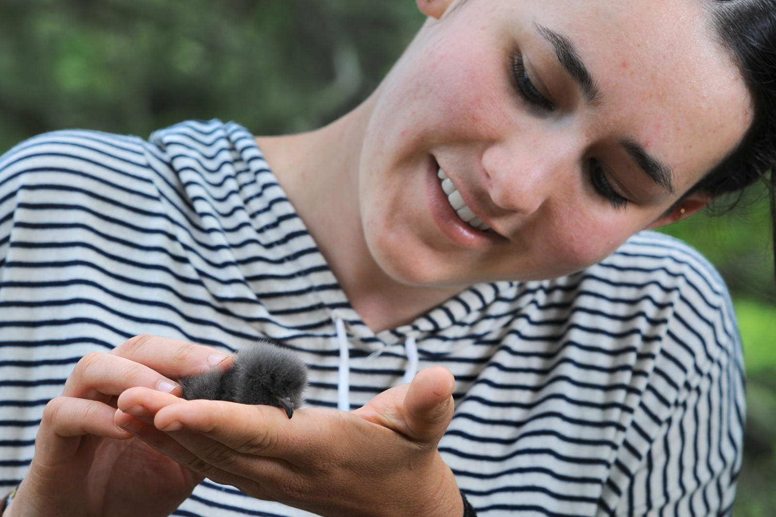 Bowdoin student and Kent Island fellow, Claire Goffinet ('19) with a Leach's storm-petrel chick summer of 2017. Photo by Fred Field for Bowdoin College