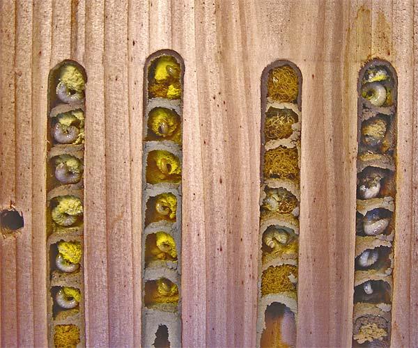 WILDLIFE HABITATS-FS-BEES-FS-MASON_BEE_NEST.jpeg