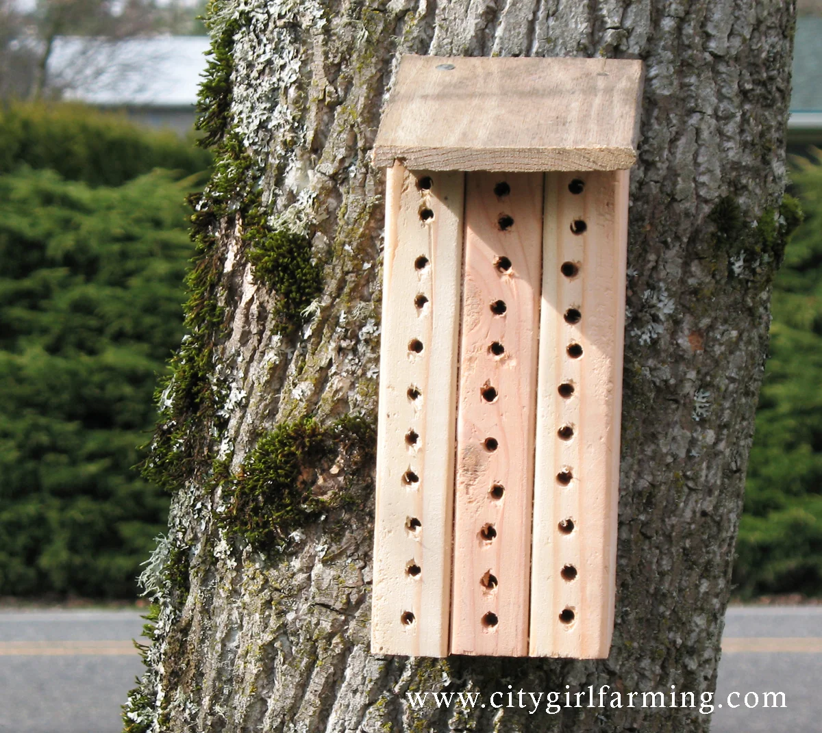 Homemade mason bee house note that this kind is not great (see below)