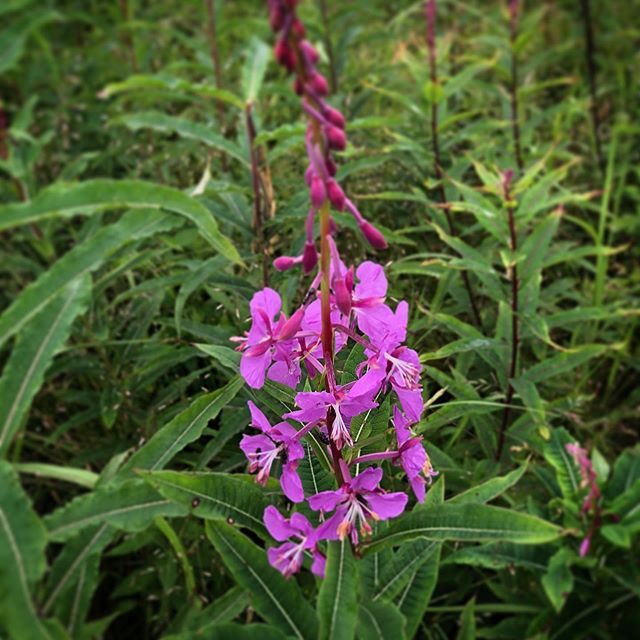 The fireweed is popping but it&rsquo;s time for us to go home. Can&rsquo;t believe today was our last day! #bsskentisland