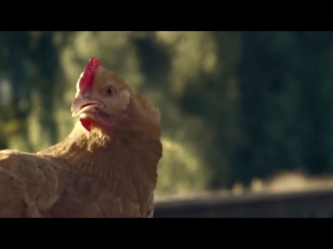 Free Range Chicken: It's What You Do - GEICO