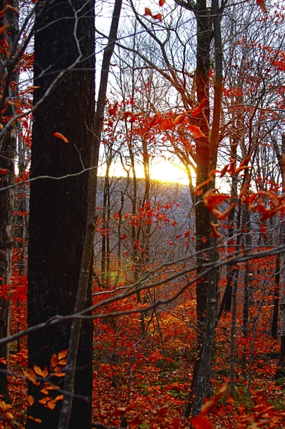_MG_0207.jpg