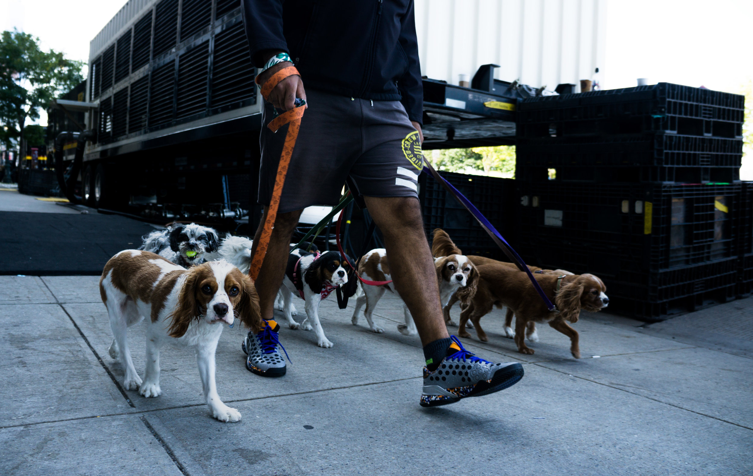 vickygood_photograohy_dog-seriesjpg.jpg