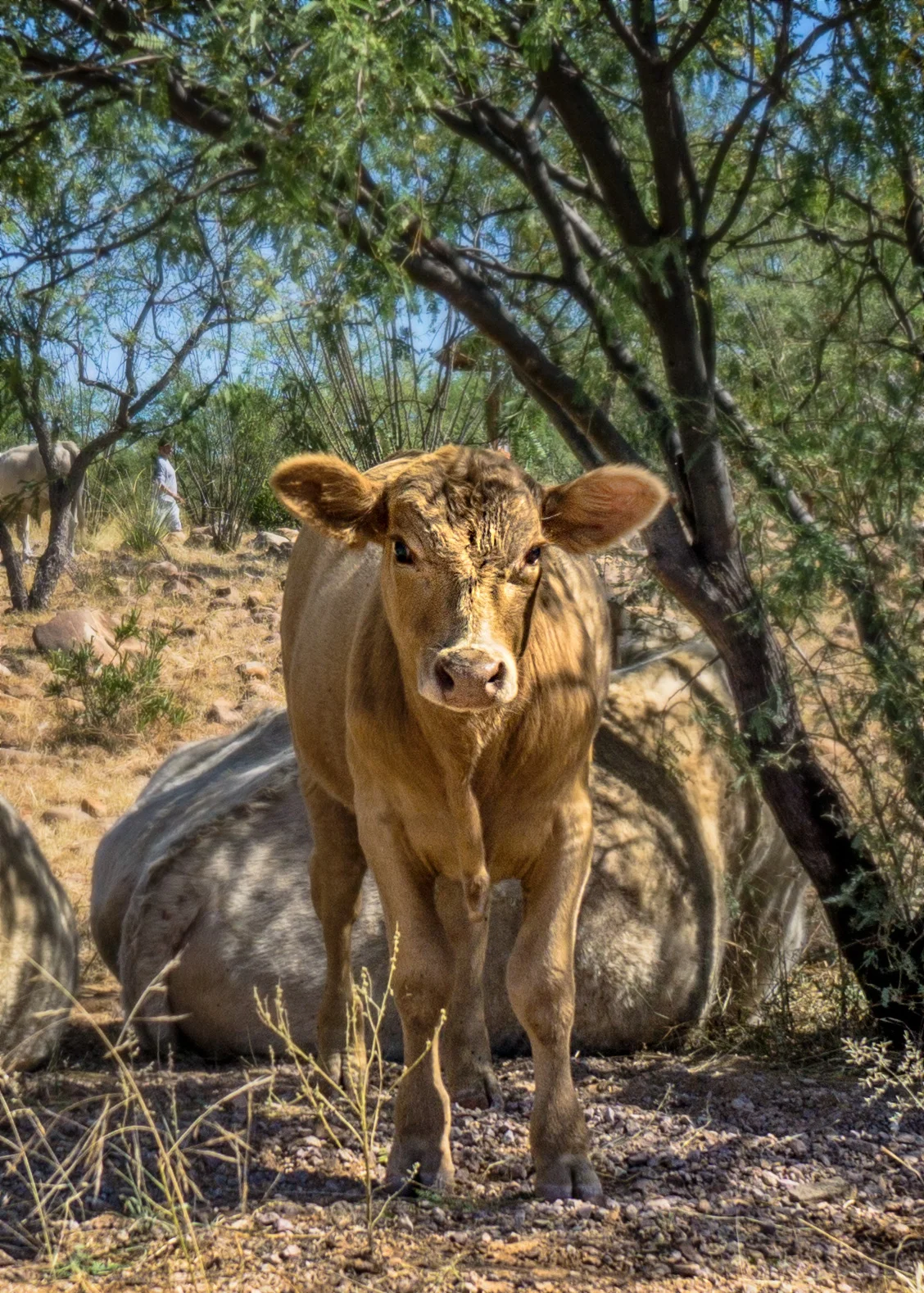 vickygood_photography_nature_arizona_cattle2.jpg
