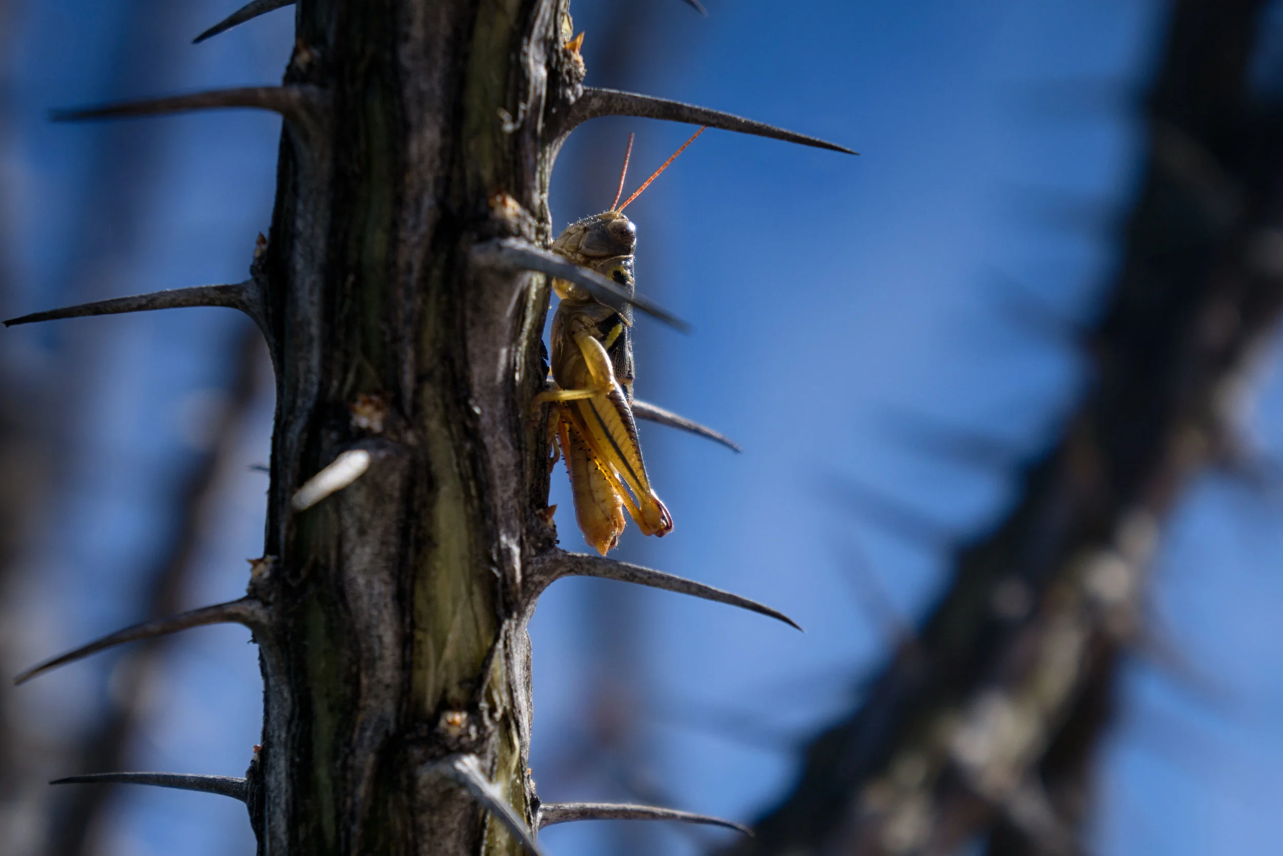 vickygood_photography_nature_grasshopper2.jpg