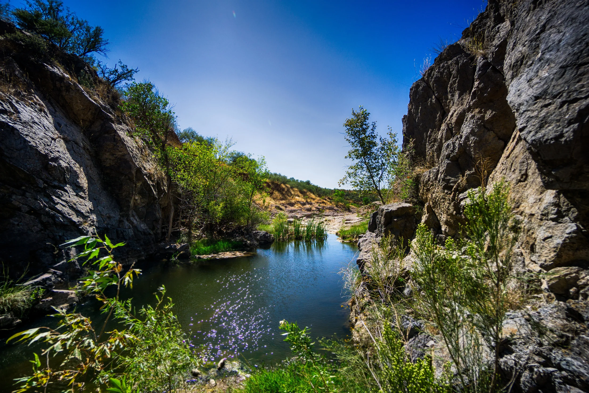 vickygood_photography_nature_caninon.jpg