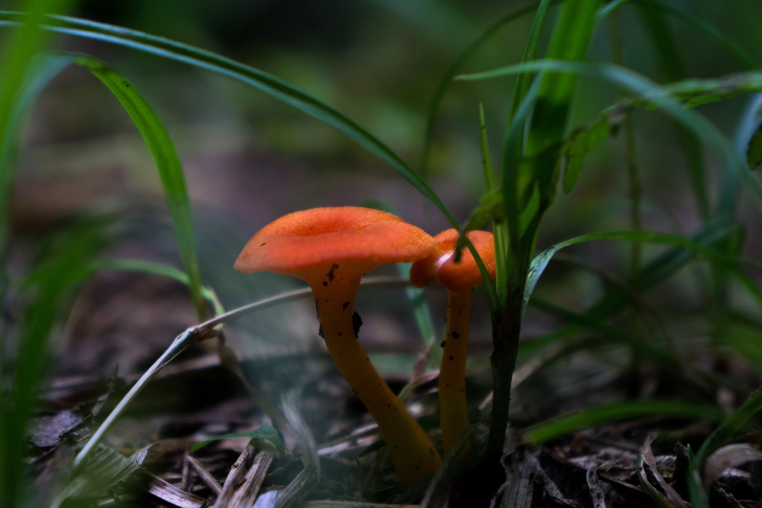 vickygood_photography_nature_mushroom3.jpg
