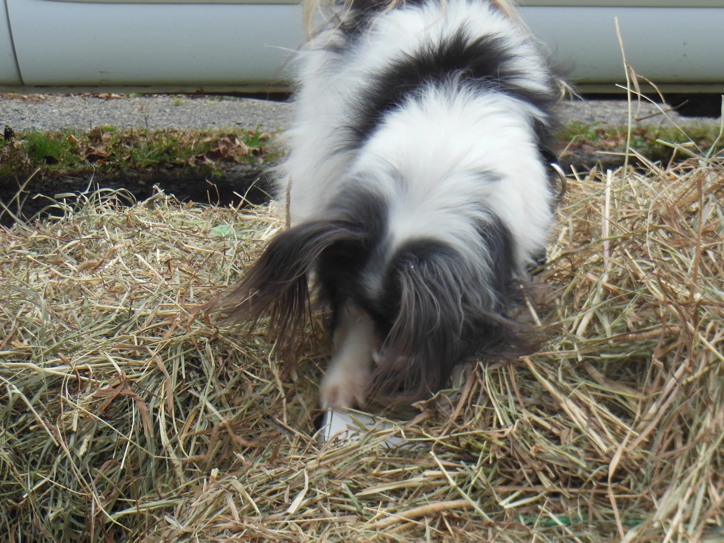 barn hunting 050.JPG