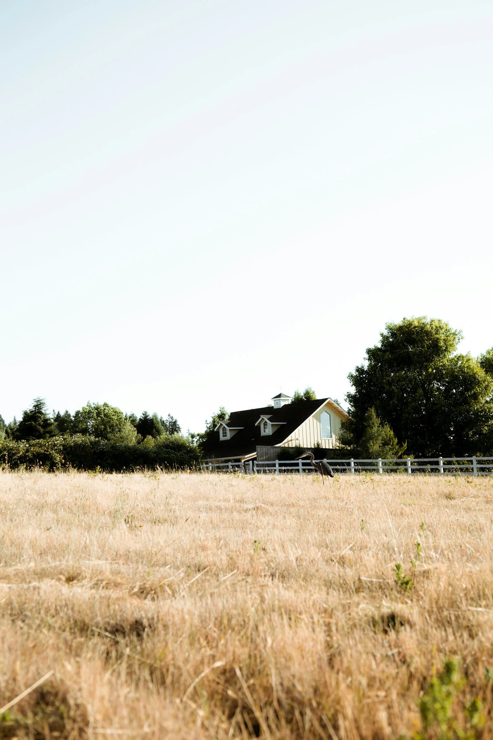 Beautiful farmhouse beyond a wheat field.