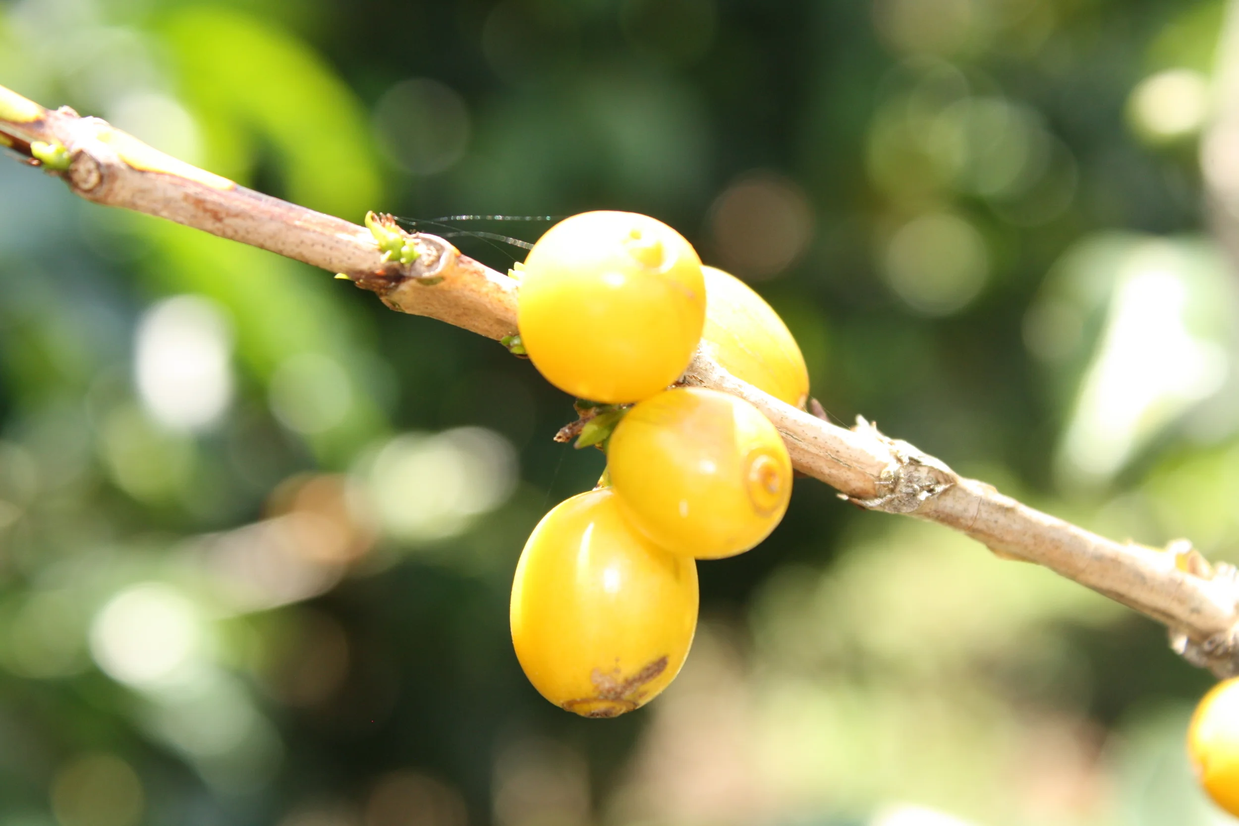 yellow bourbon, a variety of the arabica, known for its bright, clear acidity. Inside each berry, two seeds.