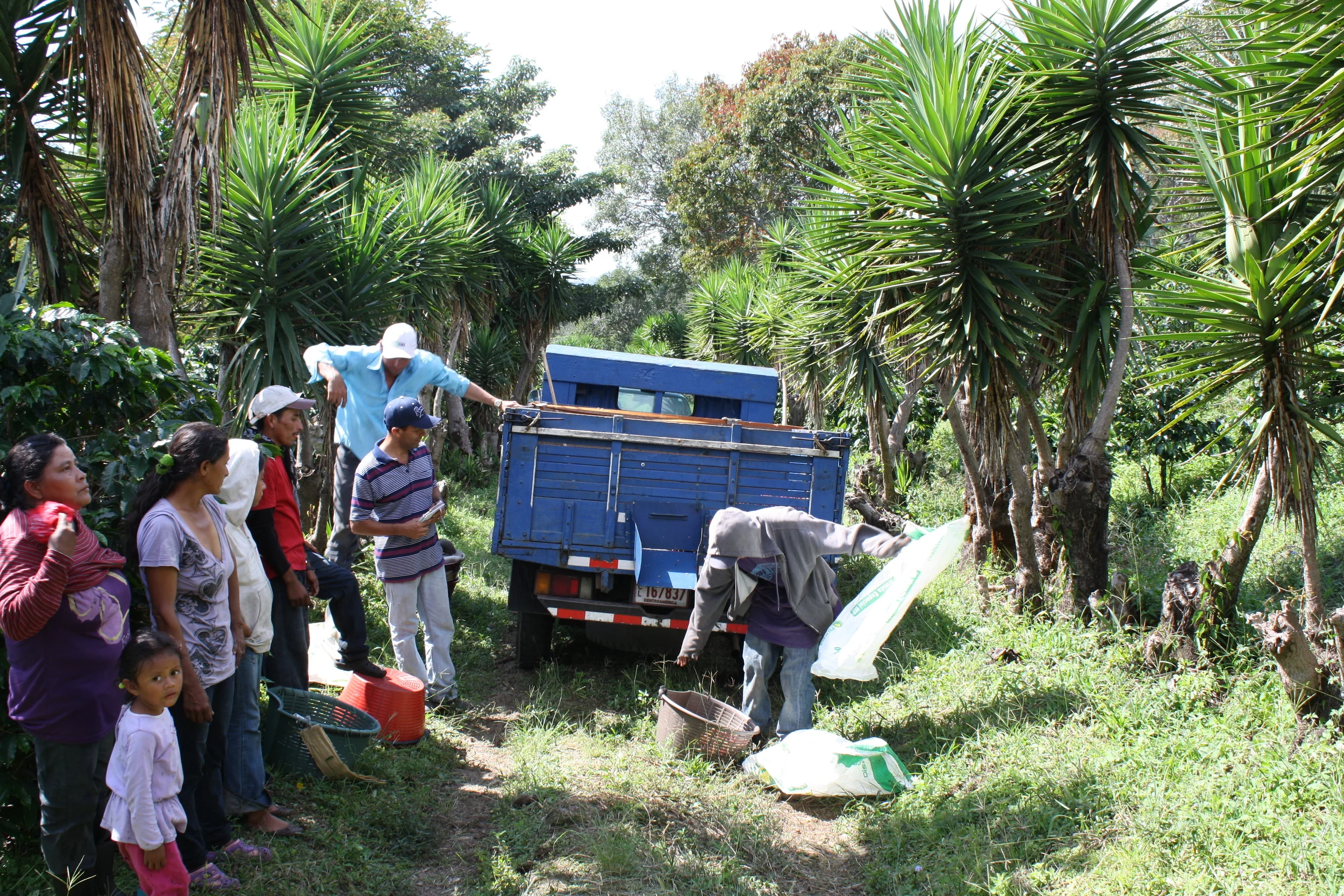 harvest time in costa rica brings whole families from nicaragua to help pick the ripe berries.