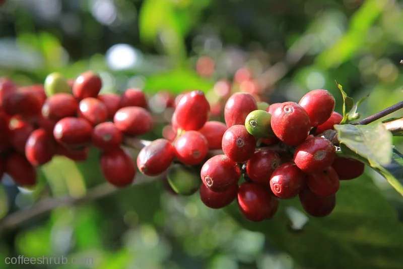 Ripening coffee cherries in the warm sun. Finca Santa Julia.