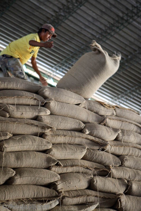 Stacking bags of raw, green coffee ready for export.