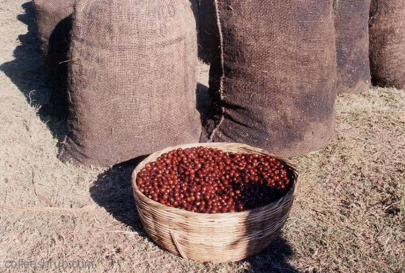 A full days' work of harvesting cherries.