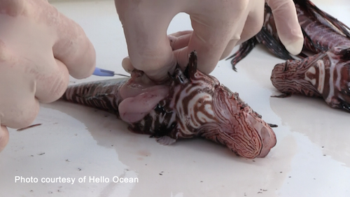 A St. Barth’s Nature Reserve team member analyzes the stomach contents of a lionfish.