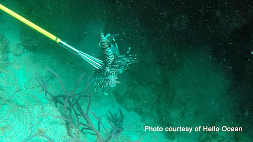 A team member catches one of the invasive lionfish.
