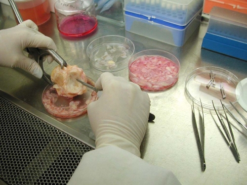 Removal of cartilage from a bone (talus) for use in cell culture studies. Photo courtesy of Dr. Loeser.
